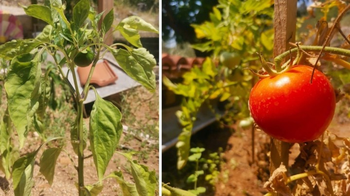 Vrtovima prijeti ozbiljna suša: Evo što napraviti kako naše povrće ne bi uvenulo