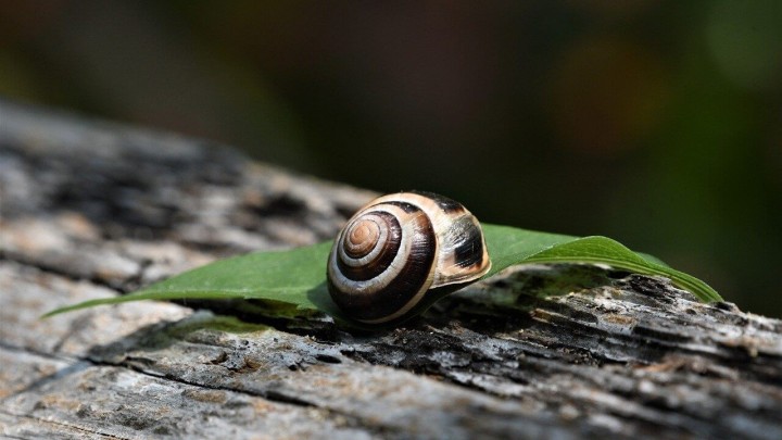 Puževi su nametnici u vrtu, a možete ih se riješiti na nekoliko načina