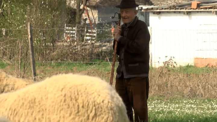 Umirovljenik Zvonko je jedan od posljednjih slavonskih pastira, a time se planira baviti zauvijek