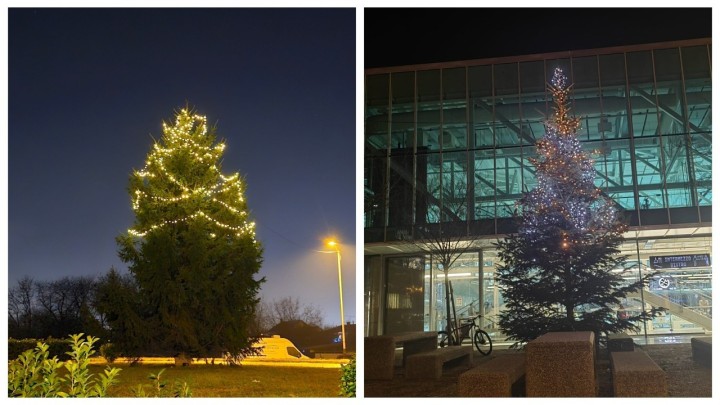 Jeste li se pitali zašto su neki borovi u Zagrebu okićeni napola? Donosimo odgovor