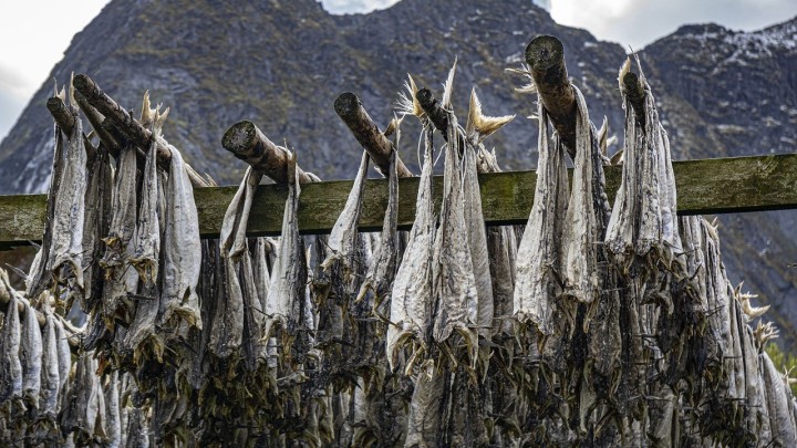 Dok bakalar na tržnici košta 60 eura, u dva grada ga možete pojesti besplatno