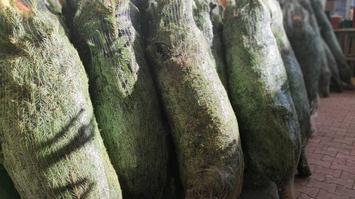 Božićno drvce: Prodavači kažu da nisu puno podigli cijene, evo koliko ćete trebati izdvojiti