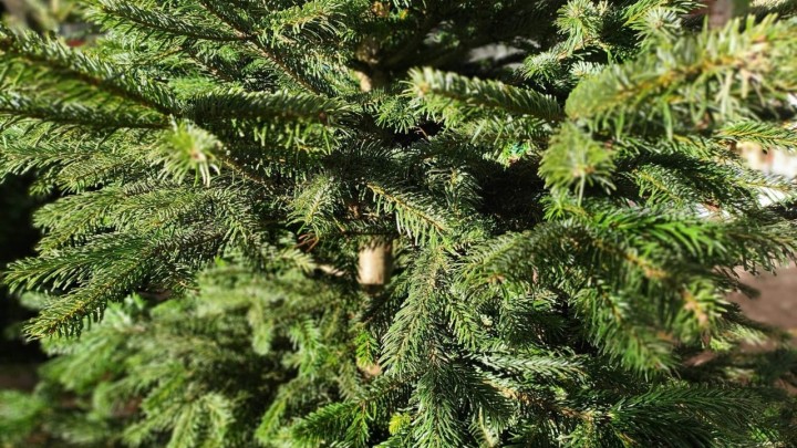 Umirovljenik od 74 godine je krao borove, a protiv njega je sada podnesena kaznena prijava