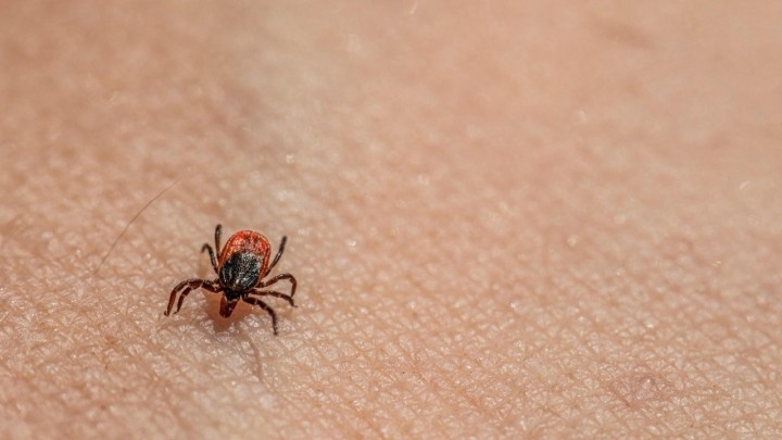 Stigla je sezona krpelja: Prenose više bolesti, a evo kako je najbolje zaštititi se