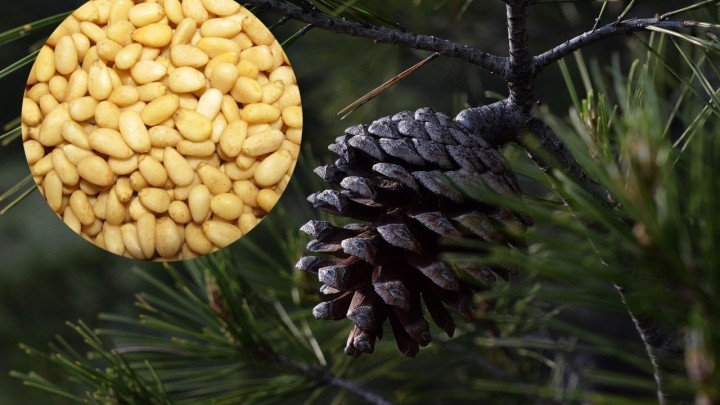 Ove sitne sjemenke reguliraju krvni tlak: Smanjuju i rizik od srčanog udara