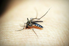 Virus Zapadnog Nila prenose komarci, a evo kako ga prepoznati i tretirati