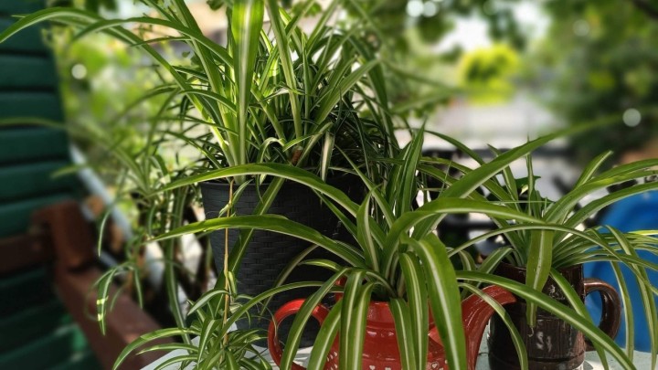 Zeleni ljiljan: Ova biljka može vam pomoći da se riješite plijesni u kupaonici