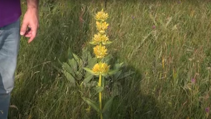 Recept za čaj od planinske biljke koja poboljšava zdravlje jetre, regulira kolesterol i pomaže kod letargije