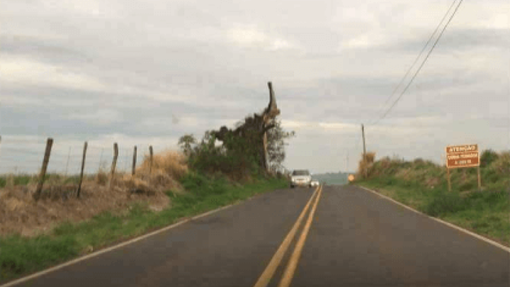 Fotografija kao dokaz da je nekada ovdje stablo smokve činilo "tunel" nad cestom - "Tek kada umre posljednje stablo..."