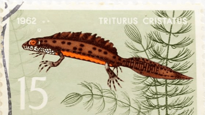 Kolekcija starih poštanskih marki iz Jugoslavije i Sovjetskog Saveza