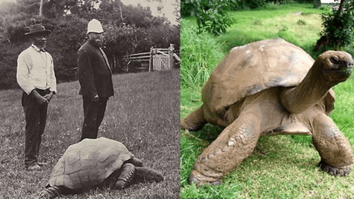 Jonathan je najstariji kopneni stanovnik našega planeta