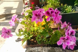 Pelargonija je kraljica balkona i terasa: Raskošna trajnica ne voli velike vrućine
