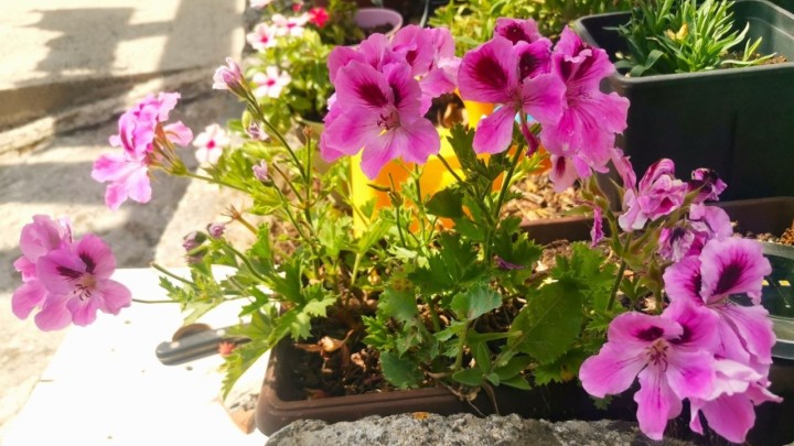 Pelargonija je kraljica balkona i terasa: Raskošna trajnica ne voli velike vrućine