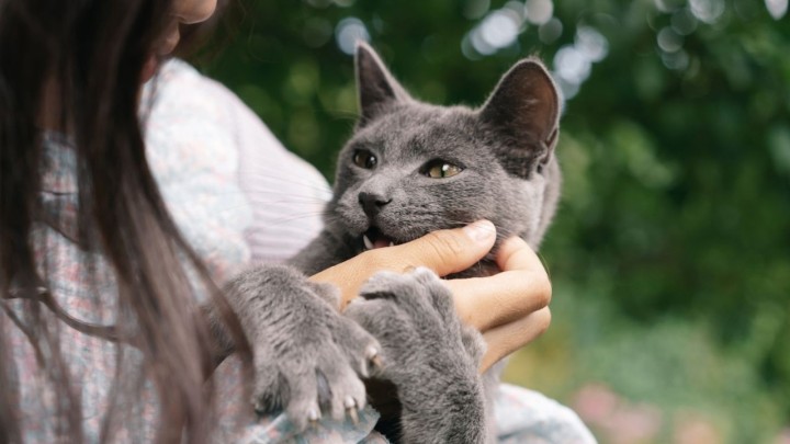 Širi se smrtonosna bolest mačaka: Veterinarski fakultet apelira na vlasnike