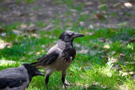 Čuvajte se komaraca: Zagrebačke vrane zaražene virusom Zapadnog Nila