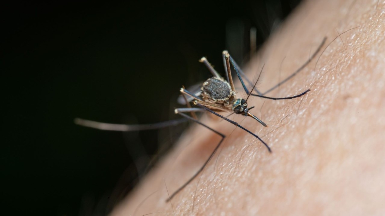 Virus Zapadnog Nila: Većina zaraženih neće razviti simptome, evo kako se zaštititi
