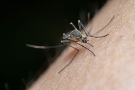 Virus Zapadnog Nila: Većina zaraženih neće razviti simptome, evo kako se zaštititi