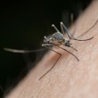 Virus Zapadnog Nila: Većina zaraženih neće razviti simptome, evo kako se zaštititi