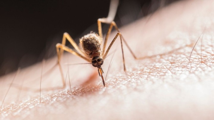 Virus Zapadnog Nila: Provjerili smo koliko je među oboljelima starijih od 60 godina
