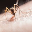 Virus Zapadnog Nila: Provjerili smo koliko je među oboljelima starijih od 60 godina