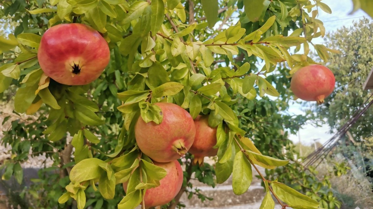 Šipak na meti sve brojnijih istraživanja: Sadrži spoj koji je izvrstan za srce