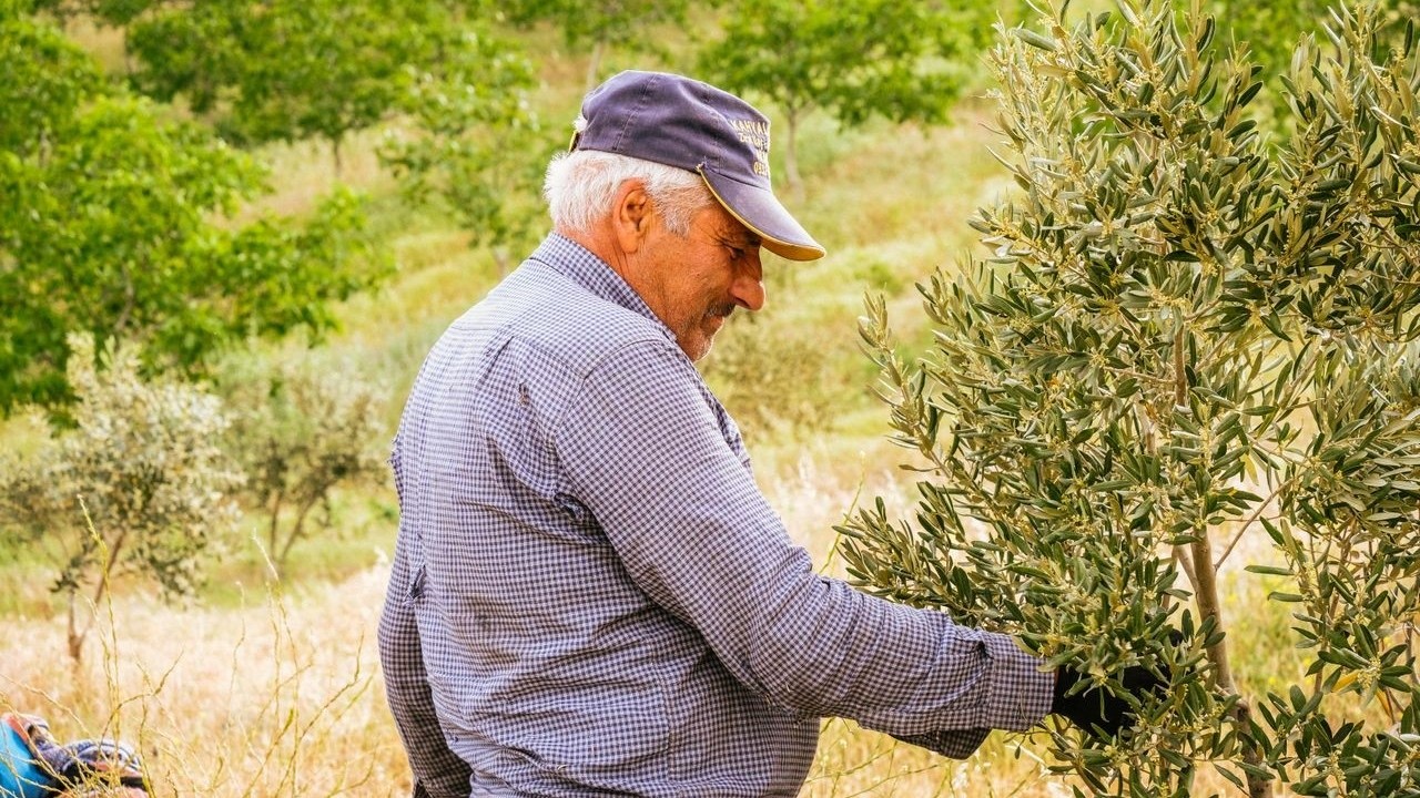 Imate više od 20 stabala maslina? Morate ih upisati u državni sustav