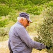 Imate više od 20 stabala maslina? Morate ih upisati u državni sustav